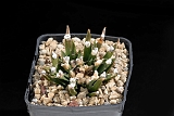 Ariocarpus agavoides d. 7 80.00 €